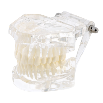 Transparent-Dental-Model-Typodont