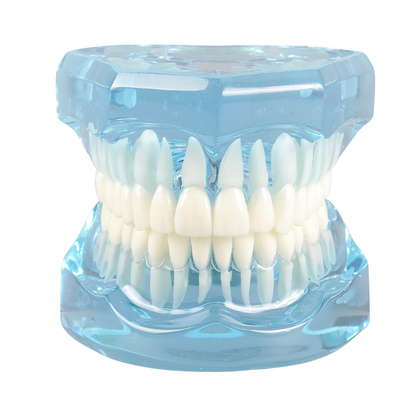 Transparent-Blue-Dental-Model-Typodont