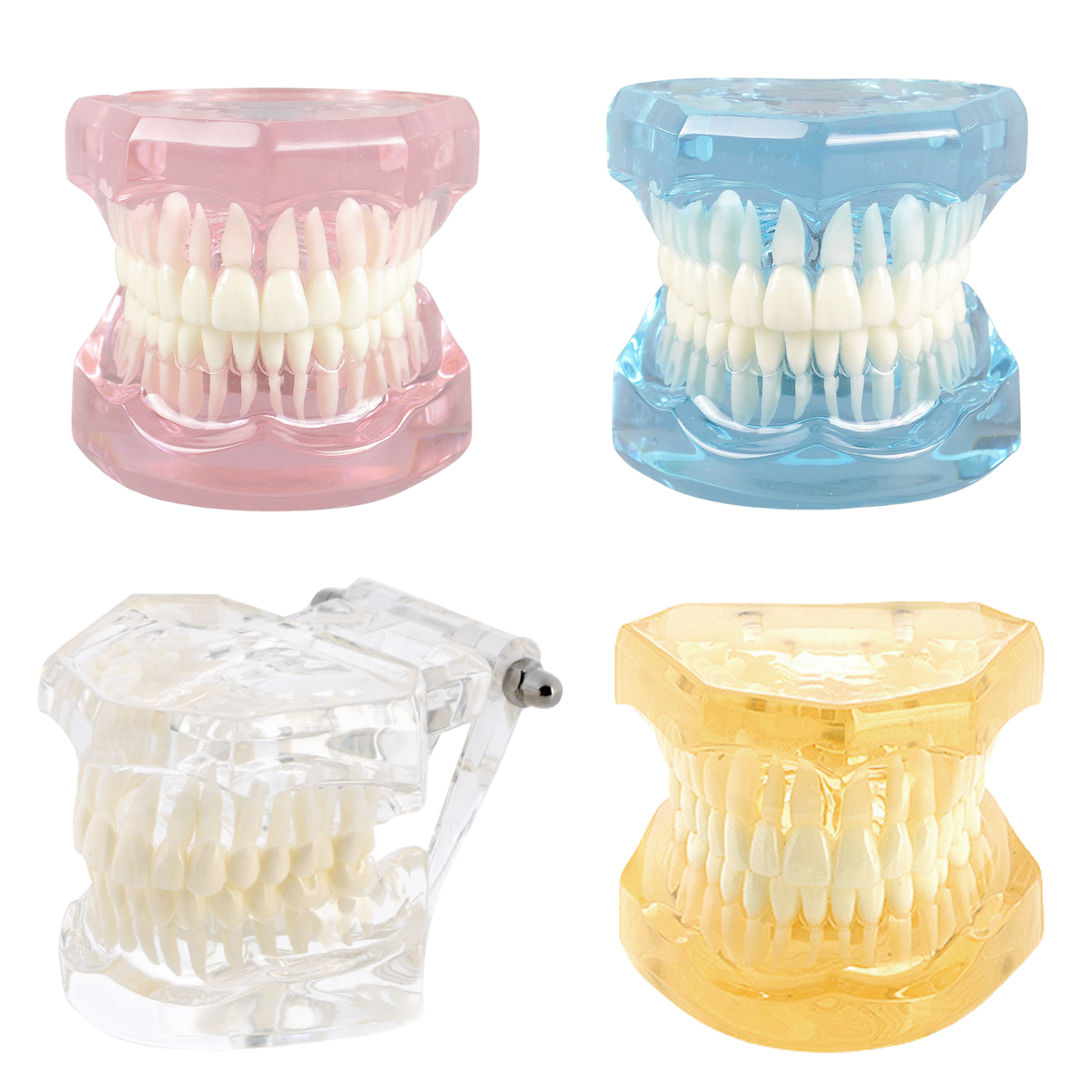 Set-Of-4-Dental-Typodont-Models-Transparent