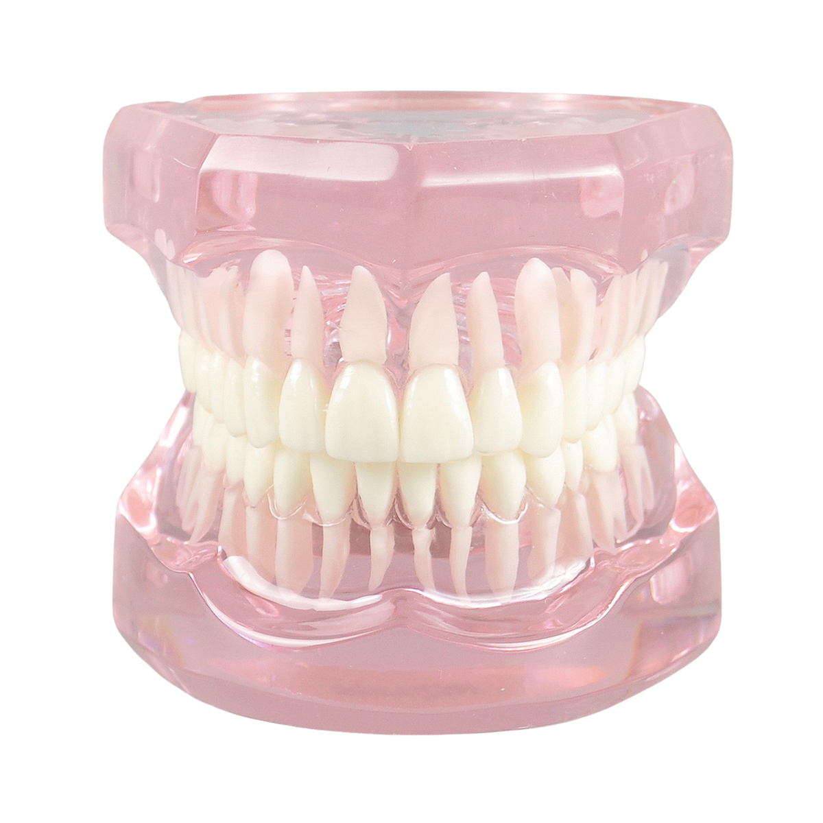 Transparent-Pink-Dental-Model-Typodont