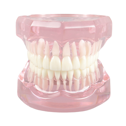Transparent-Pink-Dental-Model-Typodont