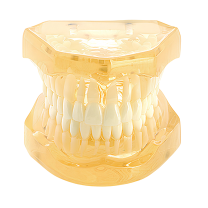 Transparent-Yellow-Dental-Model-Typodont